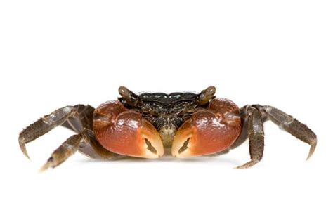 Red Claw Crab (Perisesarma Bidens): Ultimate Care Guide - Fish Laboratory