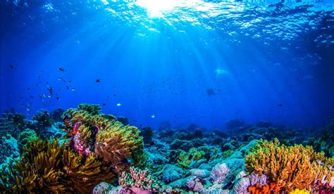 New study predicts coral reef might survive climate change- The Week