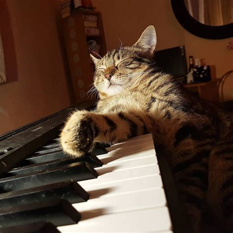 Piano-Playing Cat Is No Minor Sensation On Instagram | The Animal ...