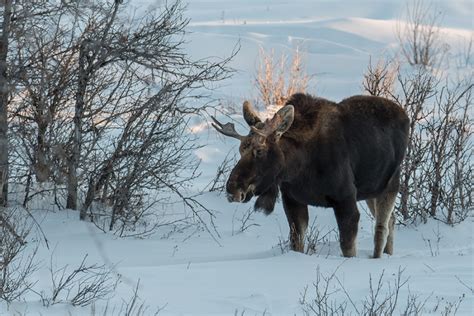 Moose in Snow | Bear Woods Happenings