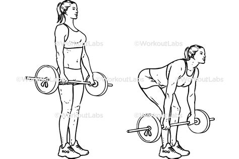 Barbell Deadlifts – WorkoutLabs Exercise Guide