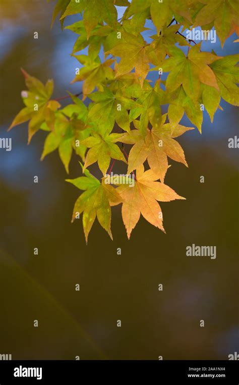 Japanese Fall Foliage Stock Photo - Alamy