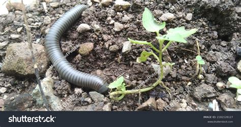 86 Vegetable eating millipedes Images, Stock Photos & Vectors | Shutterstock