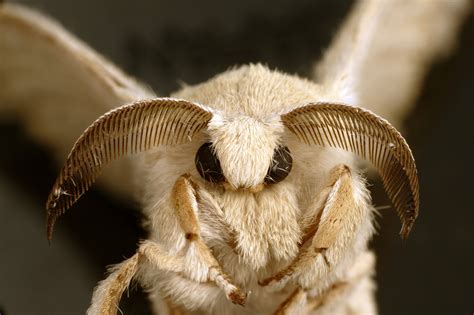 Adult male silkmoth with pronounced antennas