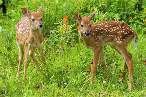 Closeup Of Twin Baby White-Tailed Deer Fawns Standing In Wildflowers Minnesota Spring Captive ...