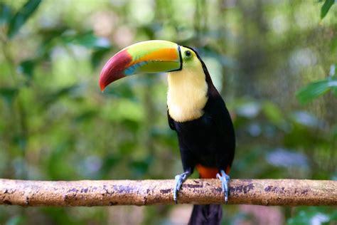 Meet the National Bird of Belize: The Keel-Billed Toucan