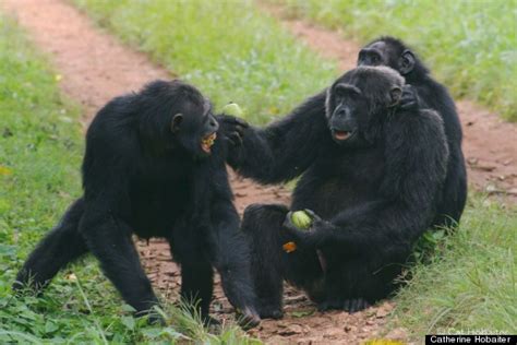 World's First 'Dictionary' Of Chimp Gestures Created By Scientists In Scotland | HuffPost Impact