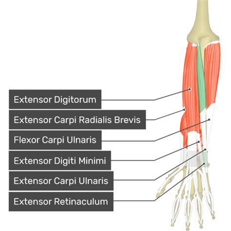 Extensor Carpi Ulnaris - Attachments, Action & Innervation | GetBodySmart