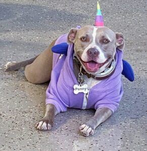 Best Pitbull Halloween Costumes for Your Dog.