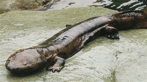 The chinese Giant Salamander can grow... • Facts Zone