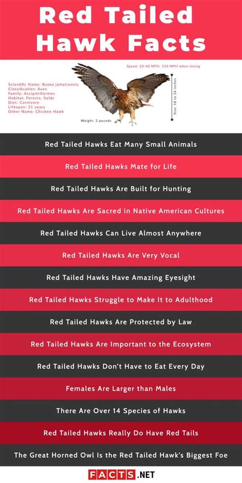 Top 15 Red Tailed Hawk Facts - Diet, Hunting, Senses & More | Facts.net