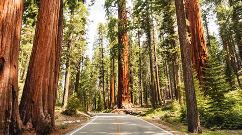 Redwood National and State Parks Guide: The Best Tree-Lined Hikes ...