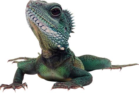 Iguana PNG