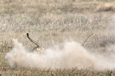 Cheetah brings down gazelle after chase in Tanzania | Daily Mail Online