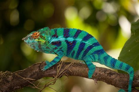 Move Over, Camouflage. Here Comes Artificial Chameleon Skin | JSTOR Daily