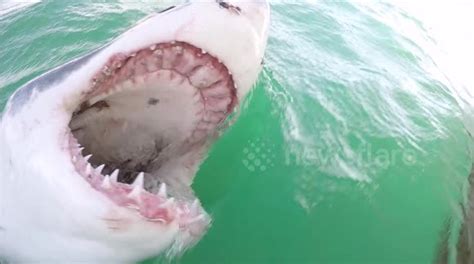 Tremendous teeth: Watch the inside of a great white shark's mouth - Buy, Sell or Upload Video ...