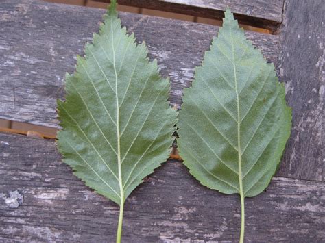 Trees of Santa Cruz County: Betula papyrifera - Paperbark Birch