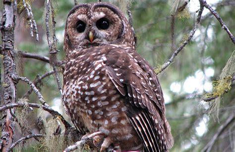 Northern Spotted Owl Continues to Decline – Endangered Listing Needed - American Bird Conservancy