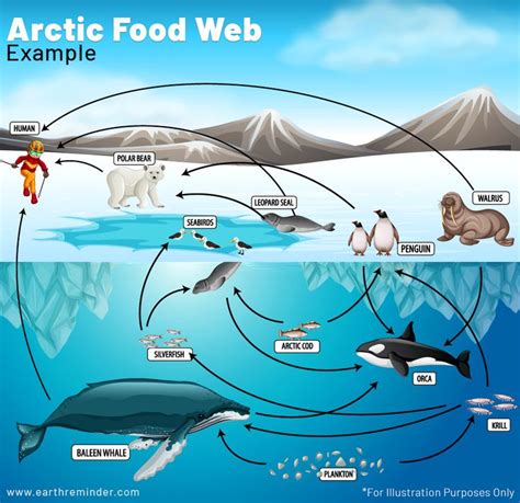 Arctic Food Web Diagram | Ecosystems, Food web, Ocean food web