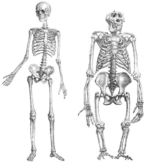 Biped and Quadruped Skeletons Diagram | Quizlet