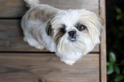 Maltese Shih Tzu Haircut - what hairstyle should i get