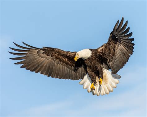 flying bald eagle #Fish Bald Eagle looking in #in-flight #fishing ...