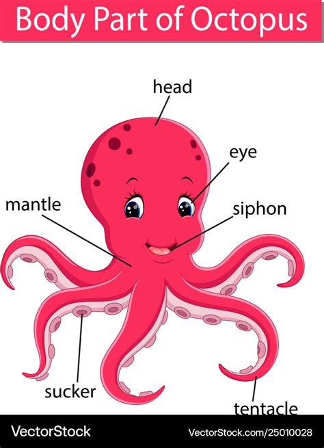 Octopus External Anatomy