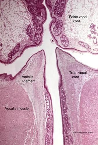 Histology: Unit 2. Respiratory Flashcards | Quizlet