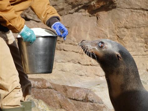 Jan. 2016 - Oceans - Sea Lion Feeding - ZooChat