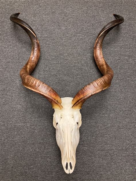 Gorgeous kudu skull, real bone, available for purchase at natur