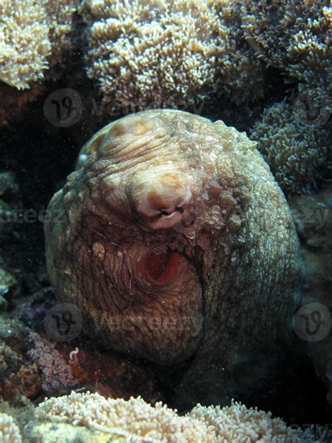 Day Octopus in a coral reef. 3248321 Stock Photo at Vecteezy