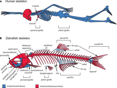 Fish Skeleton Labeled