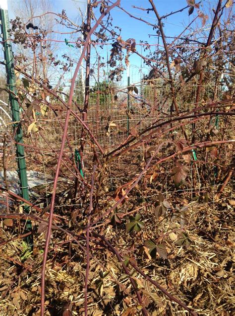 Pruning Blackberries - Shooting Star Nursery