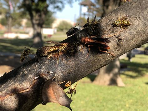 A very diverse group of insects : r/insects