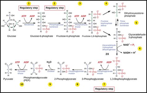 Glycolysis Steps For Kids