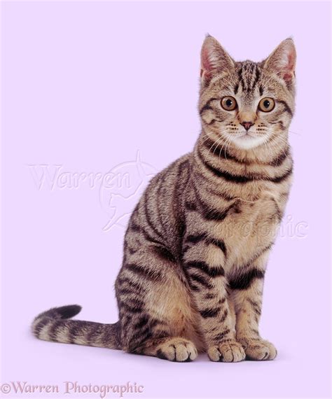 Tabby cat sitting photo - WP02816