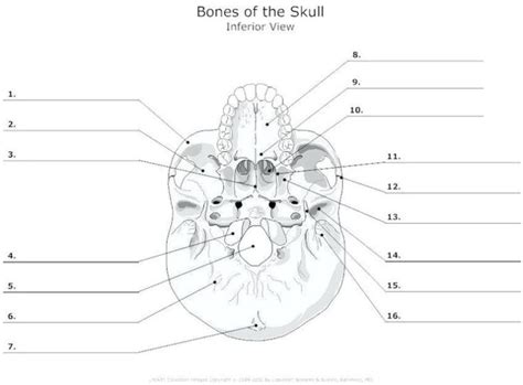 Printable Anatomy Labeling Worksheets Skull Bones Coloring With Answers ...