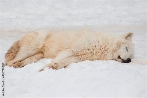 Wild polar wolf is sleeping on white snow. Canis lupus arctos. White ...