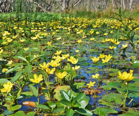 Protecting wetlands | NSW Environment and Heritage