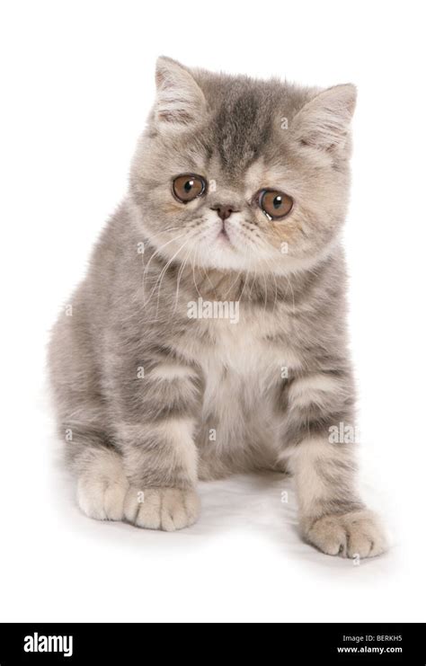 Silver Tabby exotic shorthair kitten Portrait in a studio Stock Photo - Alamy