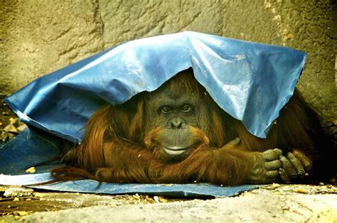 An Orangutan Has (Some) Human Rights, Argentine Court Rules | WIRED