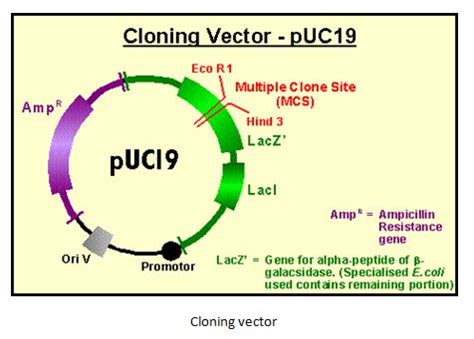 Cloning Vectors: Types & Characteristics – StudiousGuy