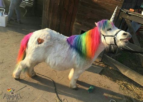 #Unicorn #Poney #costumes | Cute horses, Funny animals, Unicorn