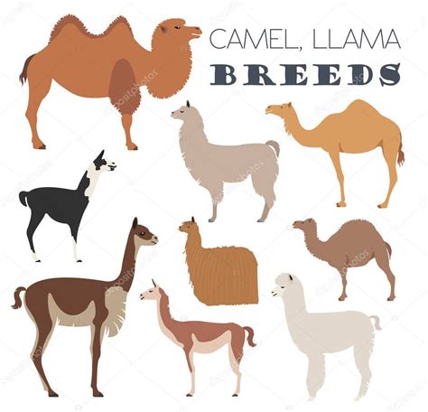 Camel, llama, guanaco, alpaca breeds icon set. Animal farming — Stock Vector © A7880S #130170648