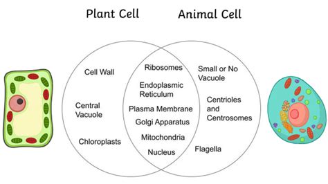 Plant Cell And Animal Cell Structure And Function