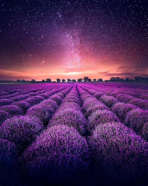 HD wallpaper: background, Flowers, Lavender | Wallpaper Flare