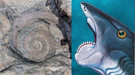 'Buzzsaw Shark' fossil unearthed in eastern Idaho | ktvb.com