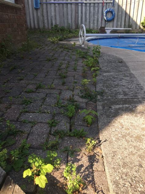 Polymeric Sand vs Regular Sand for Pavers - How to Hardscape