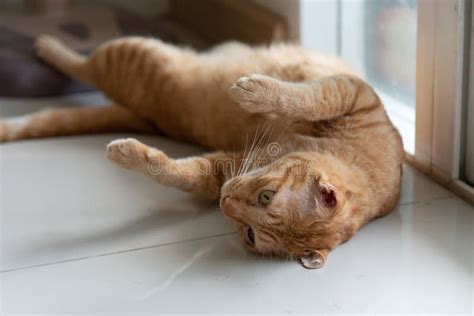 Cute Cat Orange Sleeps on Floor Stock Image - Image of sleeps, closeup: 126731739