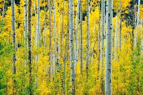 Peep These Interesting Facts About Colorado's Aspen Trees